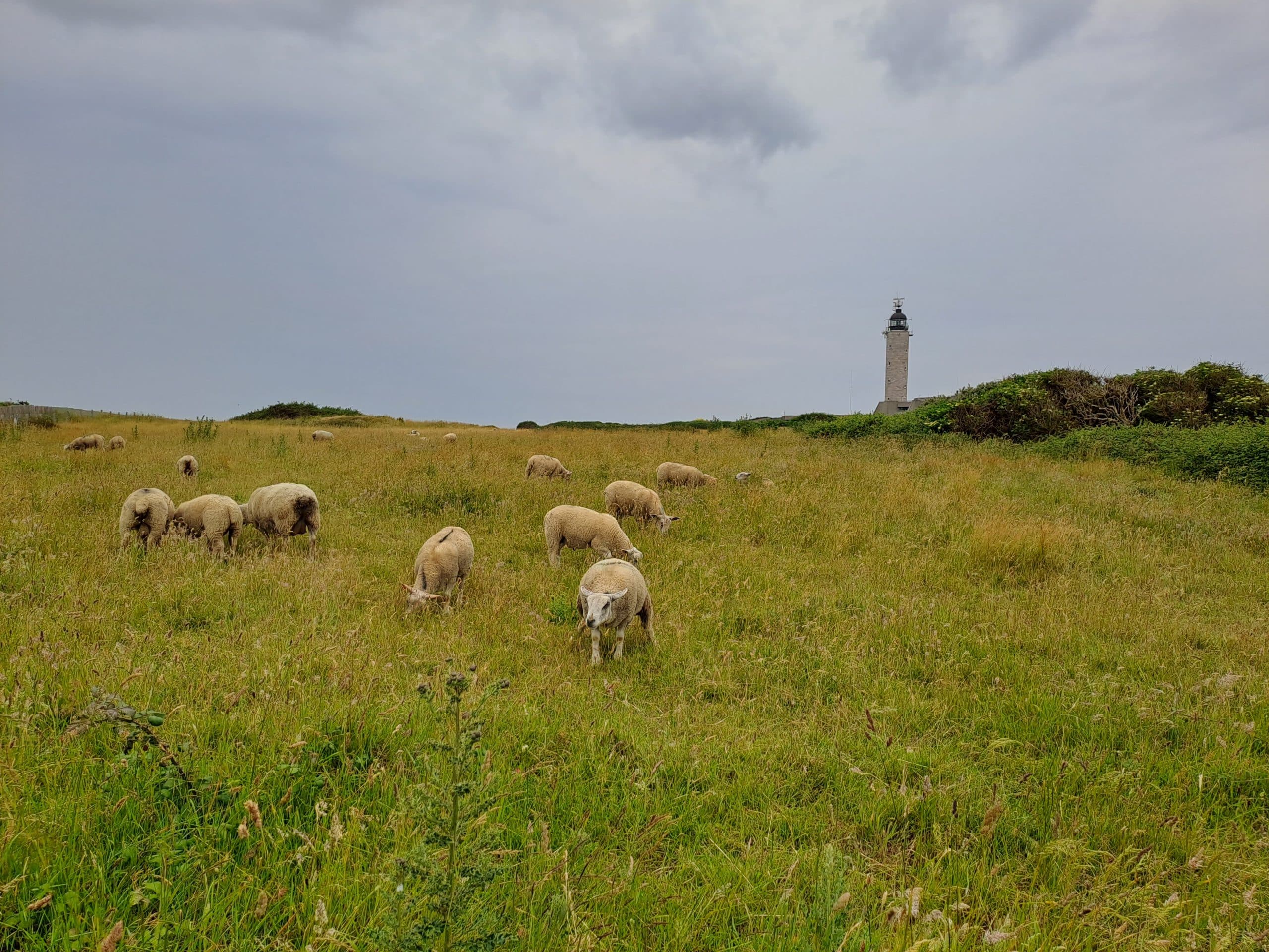 BRIGITTE - Le Cap Gris Nez FROND DE MER du nord voyage en hauts de France- LES VOYAGES FRANJEAU