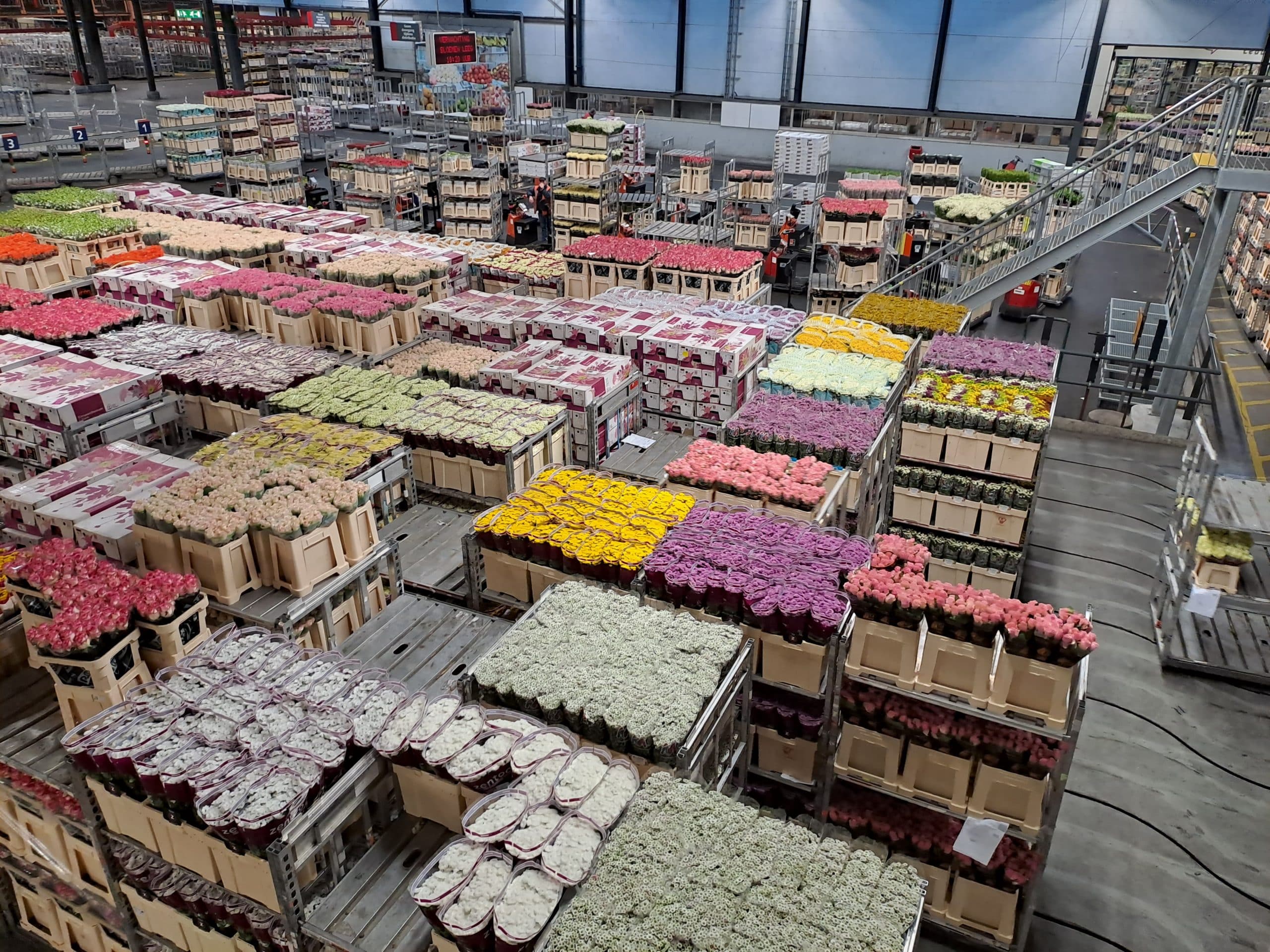 BRIGITTE - Le grand marché des fleurs de Hollande visite touristique au coeur du pays visite du marché au fleur national - LES VOYAGES FRANJEAU