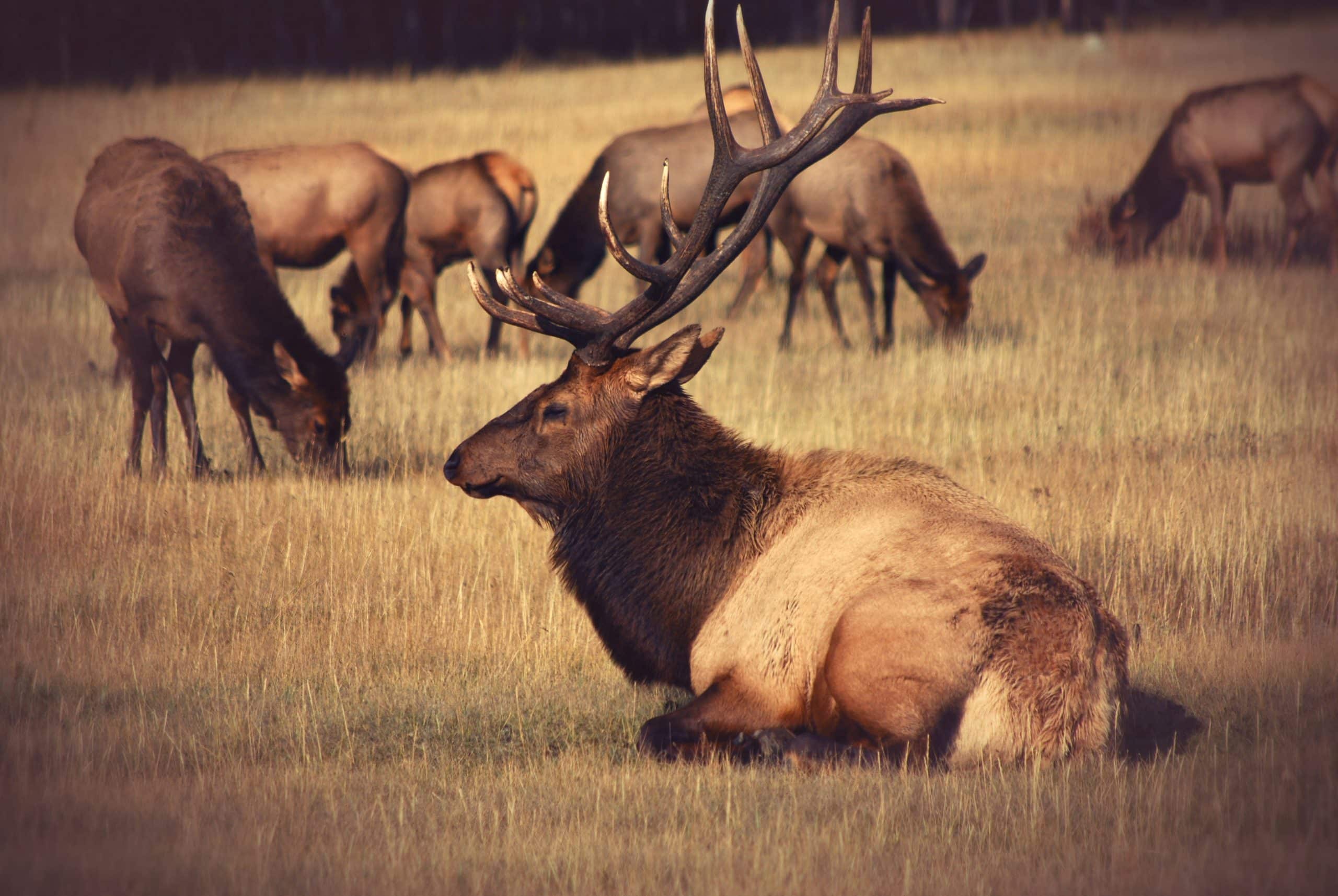 brian-holdsworth-la faune canadienne animals élan champs herbes voyages en groupe -unsplash
