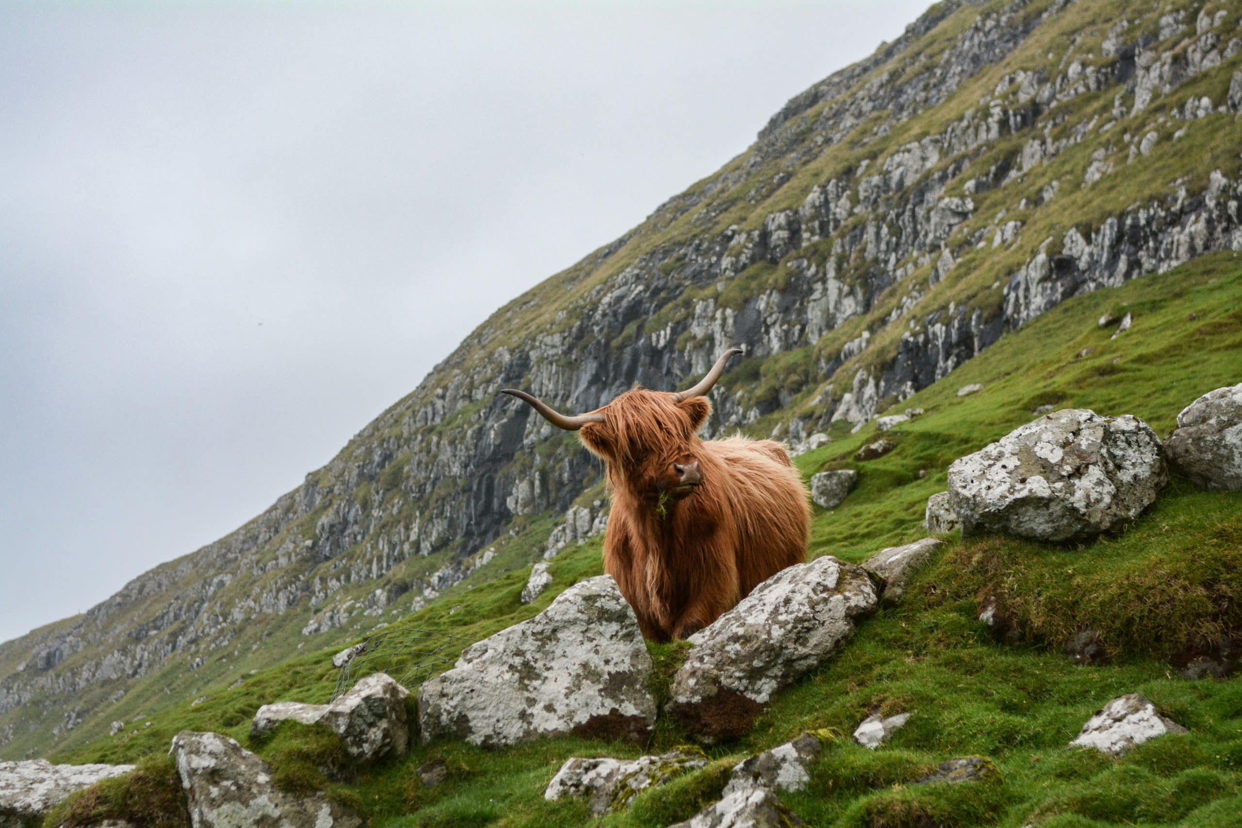 eric-welch-Les animaux des Highlands en Ecosse voyages accompagné depuis la France viste et tourisme -unsplash