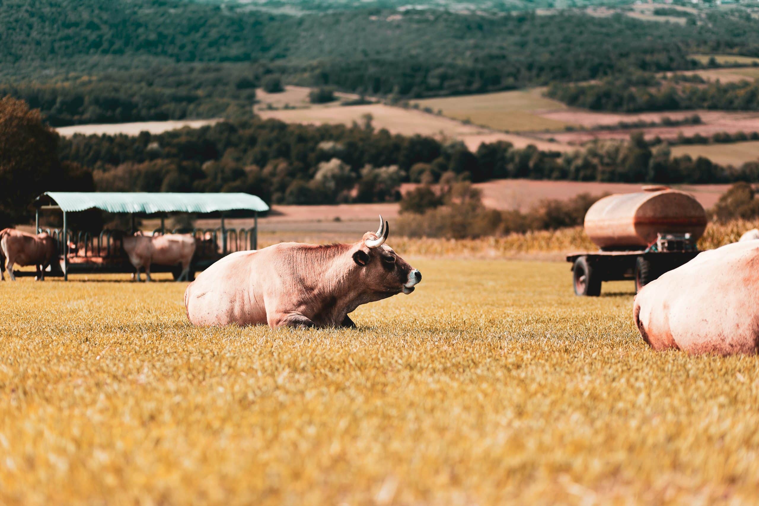 nicolas-j-barbier-découverte et visite accompagné agence de voyage -unsplash