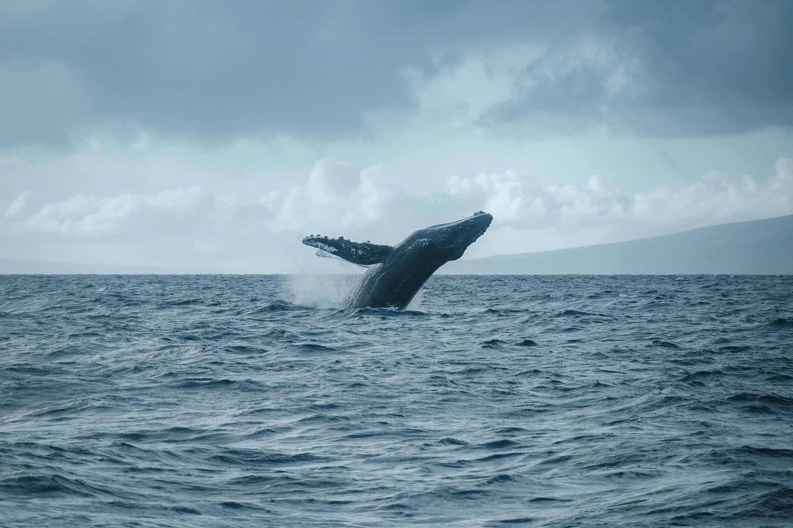 saroj-bhandari-croisière à la rencontre des baleine franjeau agence de voyage accompagné -unsplash