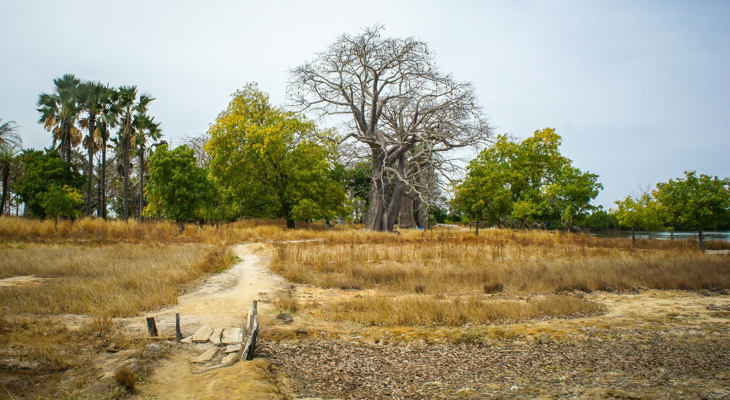 vince-gx- La Savane Africaine odysée au Sénegale depuis la France -unsplash