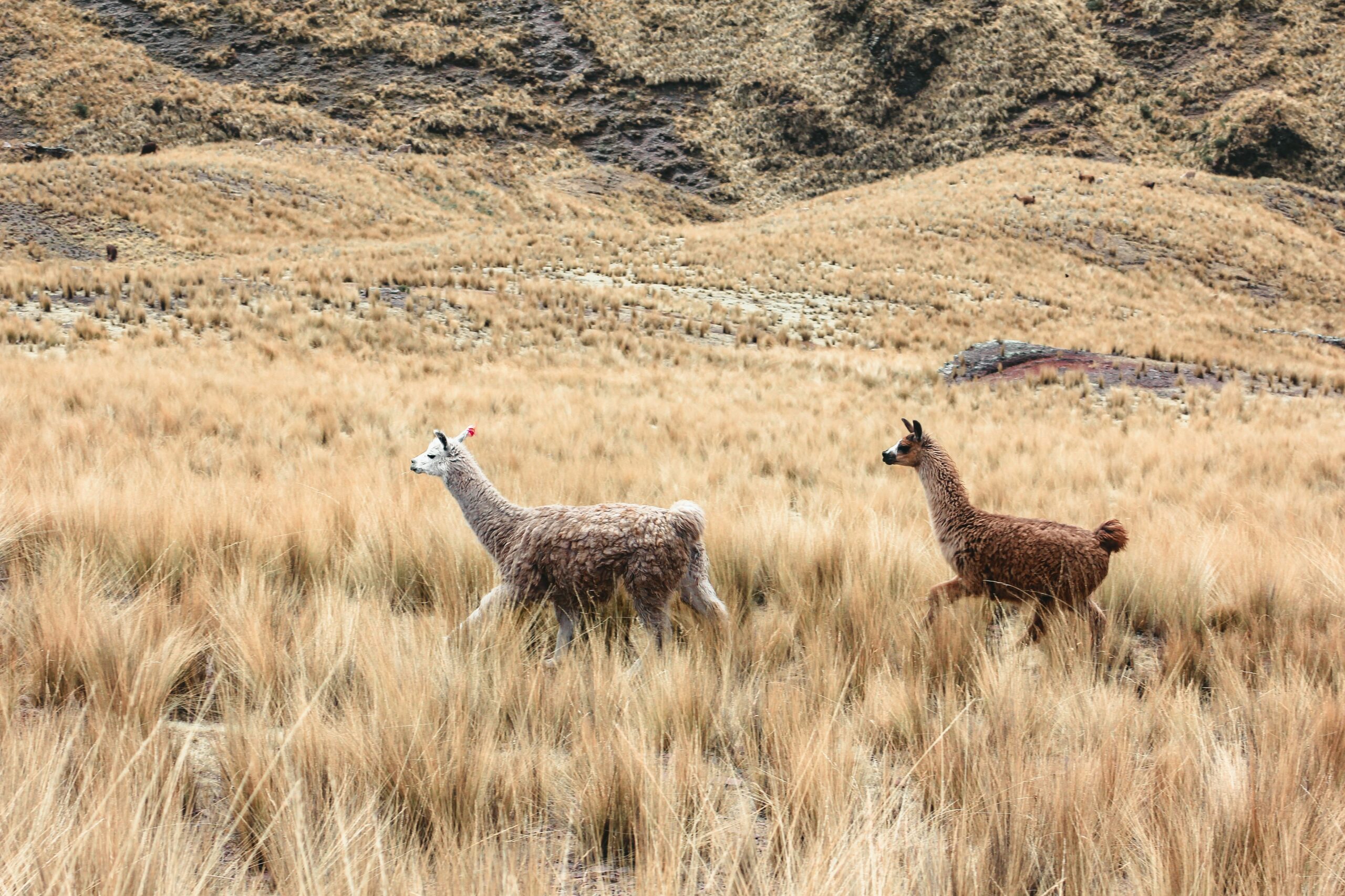 andy-salazar-SBBhOwRu_58-unsplash