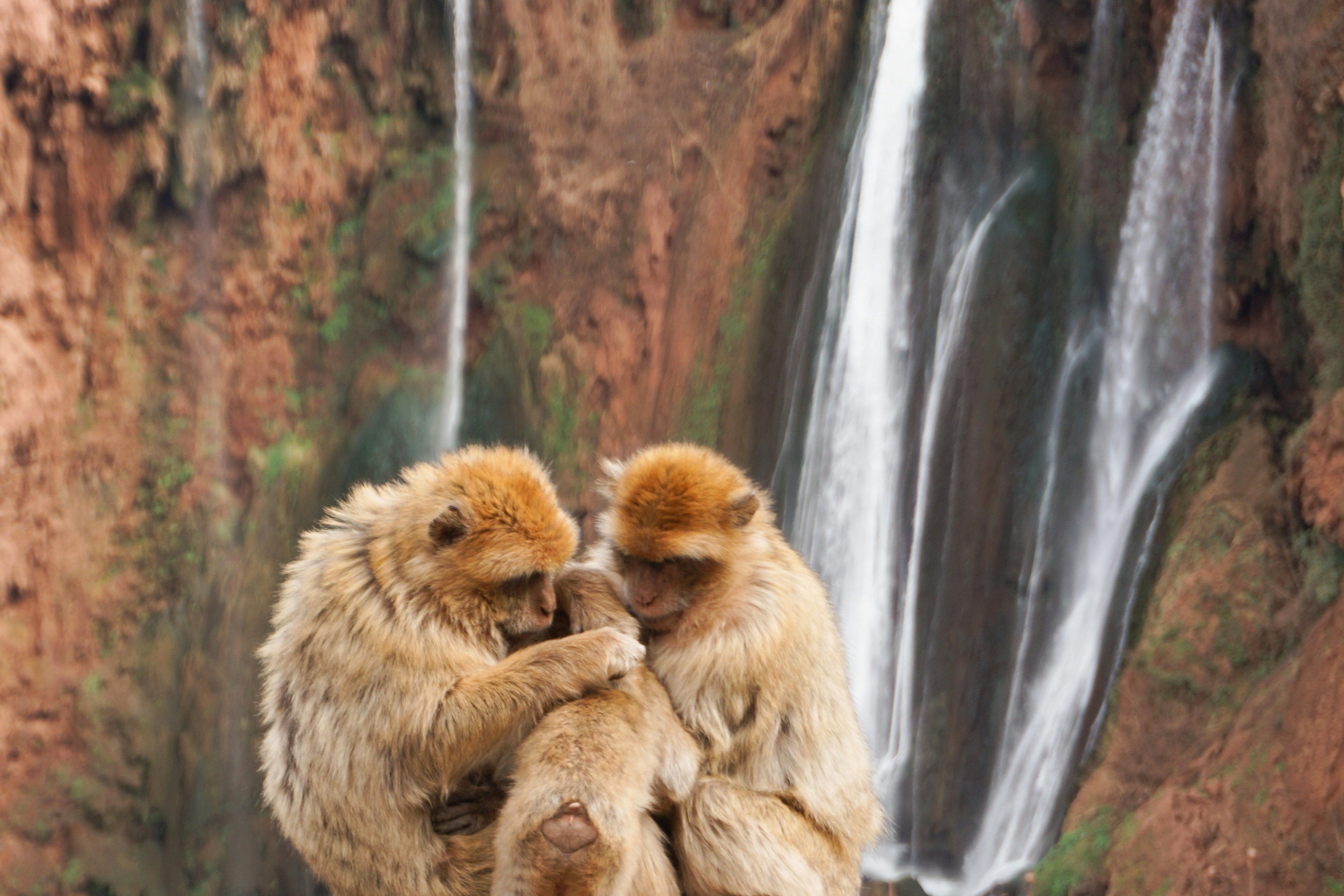 danai-tsoutreli-cascade d'ourika singes animaux safari au maroc -unsplash